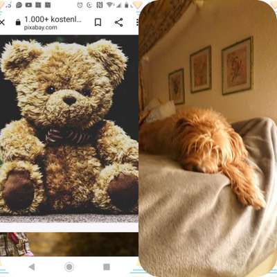 Wie heißt dein Hund?-Beitrag-Bild