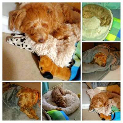 Darf der Hund bei Euch im Bett schlafen?-Beitrag-Bild