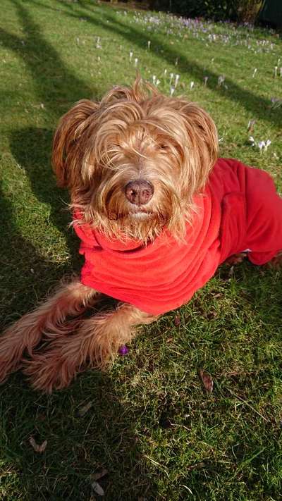 Dogorama Photo Challenge - Der Frühling kommt-Beitrag-Bild