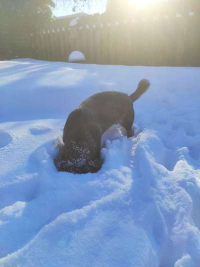 Die Dogorama Kalender Challenge Teil 2/4-Beitrag-Bild