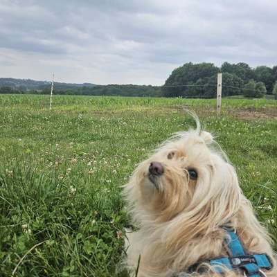 Hundetreffen-Gemeinsame spaziergänge-Bild