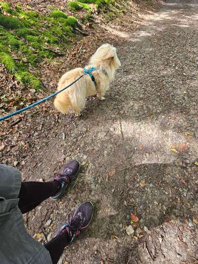 Hundetreffen-Gemeinsame spaziergänge-Bild