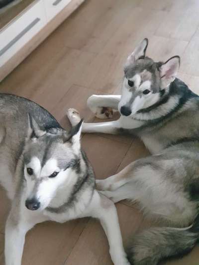 Nordische Hunde-Beitrag-Bild