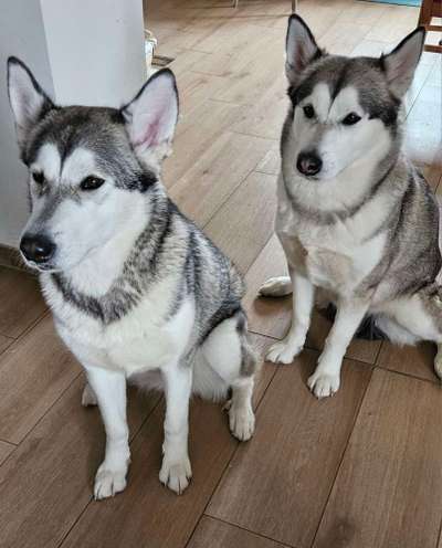 Nordische Hunde-Beitrag-Bild