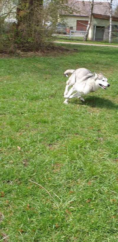 Nordische Hunde-Beitrag-Bild