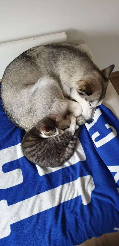 Nordische Hunde-Beitrag-Bild