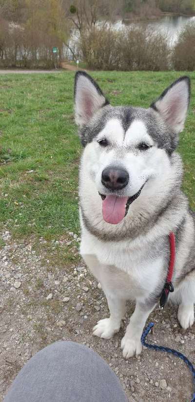 Nordische Hunde-Beitrag-Bild