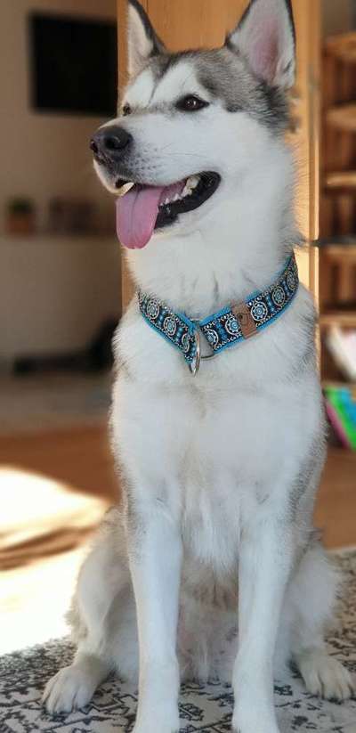 Nordische Hunde-Beitrag-Bild