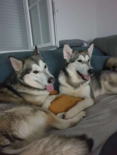 Alaskan Malamute-Beitrag-Bild