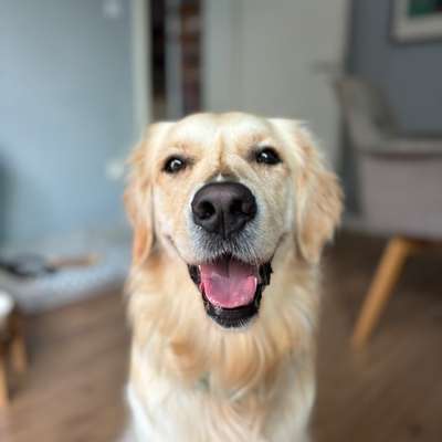 Hundetreffen-Gemeinsame Spaziergänge-Bild