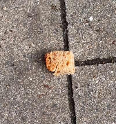 Giftköder-Möglicherweise Giftköder + Scherben-Bild