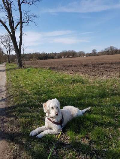 Goldendoodle?-Beitrag-Bild