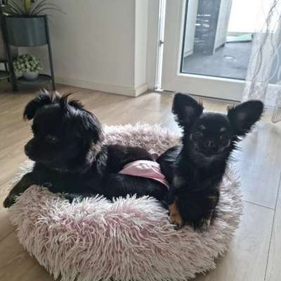 Hundetreffen-Hunde spielrunde-Bild