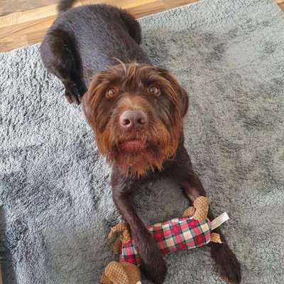 Sind hier Deutsch Kurzhaar/ Jagdhunde?-Beitrag-Bild