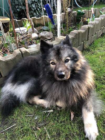 Spitz--Zwergspitz--kleinspitz---mittelspitz----Großspitz--Wolfsspitz-Beitrag-Bild