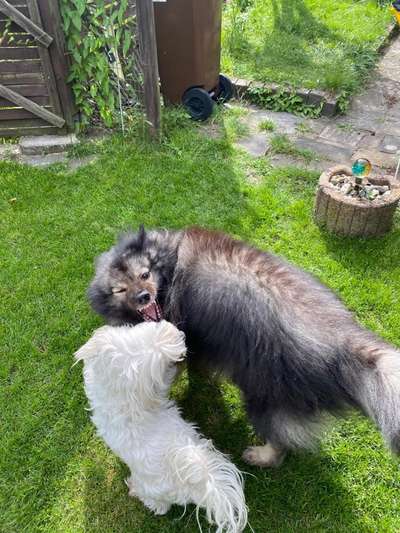 Dogorama Photo Challenge - Spielgesicht-Beitrag-Bild