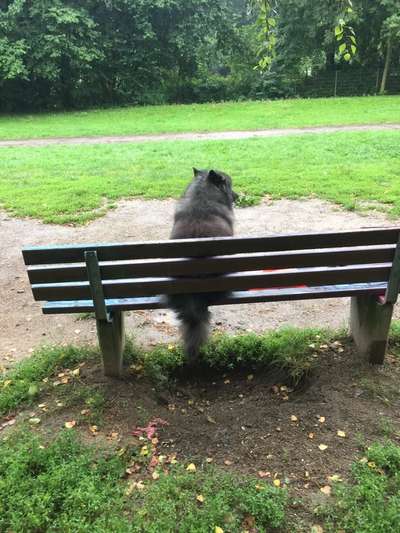 Dogorama Photo Challenge - Gassipause-Beitrag-Bild