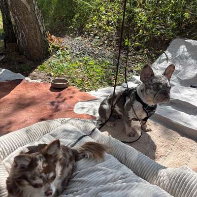 Hundetreffen-Reaktivität lass nach! - Gemeinsames Training-Bild