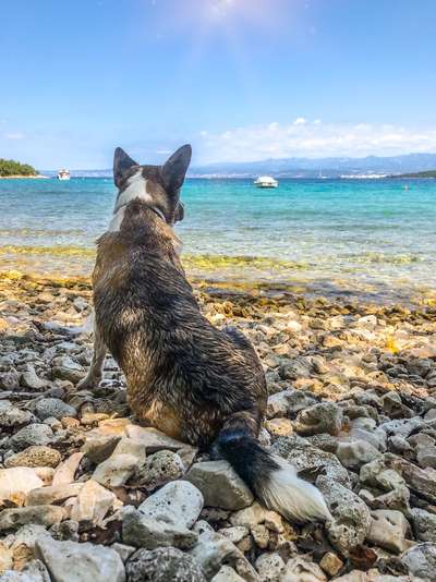 Mit Hund im Urlaub.-Beitrag-Bild