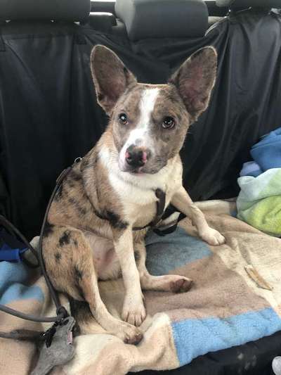 Mischlinge - die beste Rasse die es gibt-Beitrag-Bild