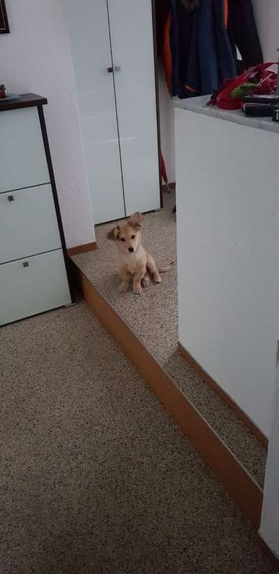 Welpen Bilder !-Beitrag-Bild