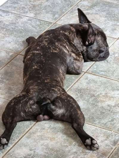 Französische Bulldoggen-Beitrag-Bild