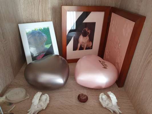 Französische Bulldoggen-Beitrag-Bild