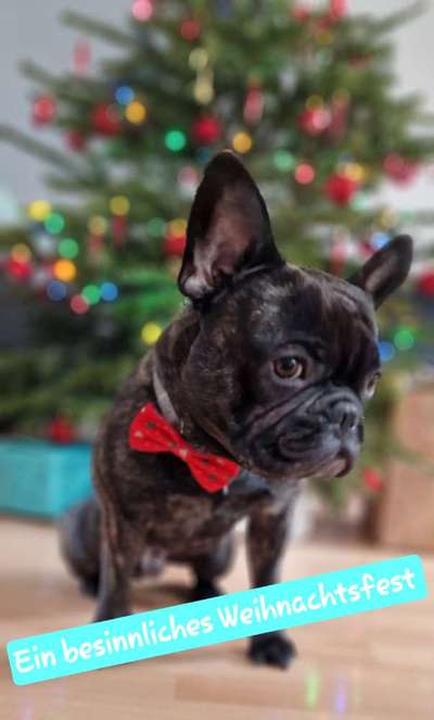 Französische Bulldoggen-Beitrag-Bild