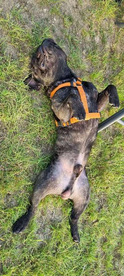 Französische Bulldoggen-Beitrag-Bild