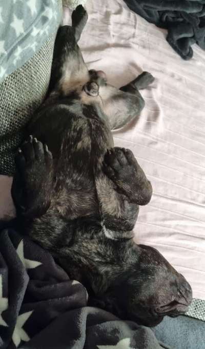 Französische Bulldoggen-Beitrag-Bild