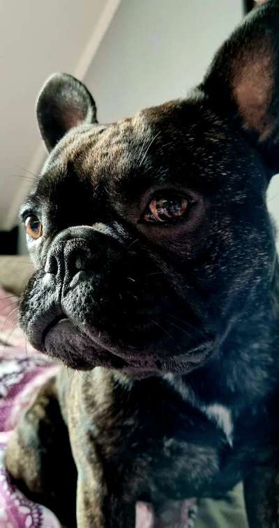 Französische Bulldoggen-Beitrag-Bild