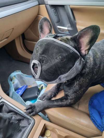 Französische Bulldoggen-Beitrag-Bild