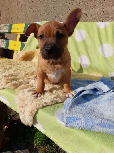 Welpen Bilder !-Beitrag-Bild