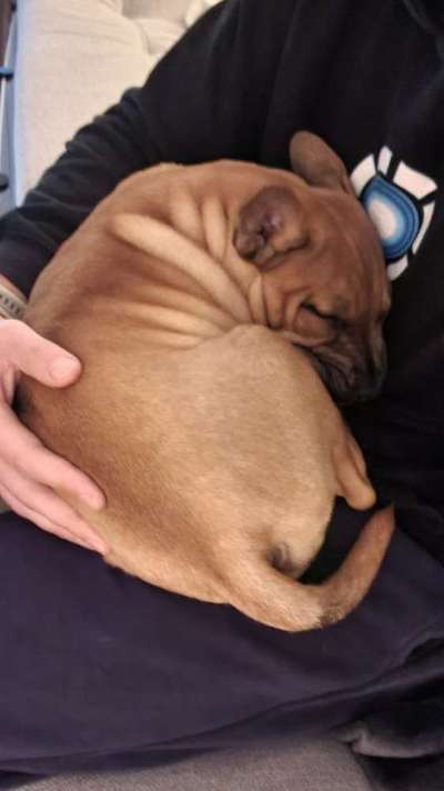 Welpen Bilder !-Beitrag-Bild