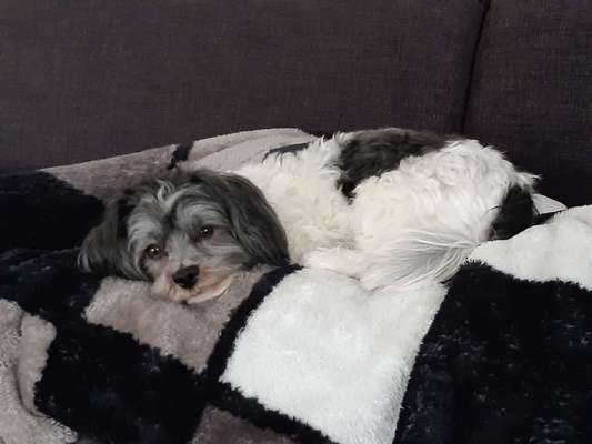 Havaneser dabei?:)-Beitrag-Bild