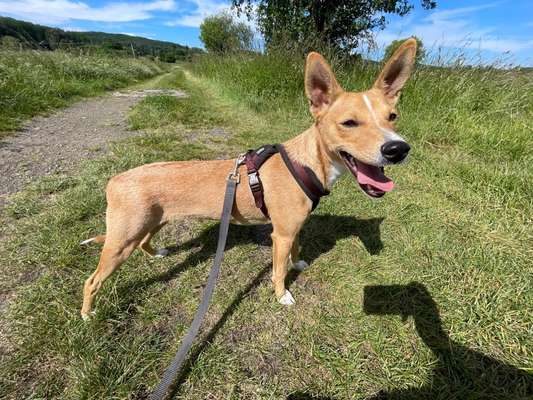 Hund aus dem Spanischen Tierschutz-Beitrag-Bild