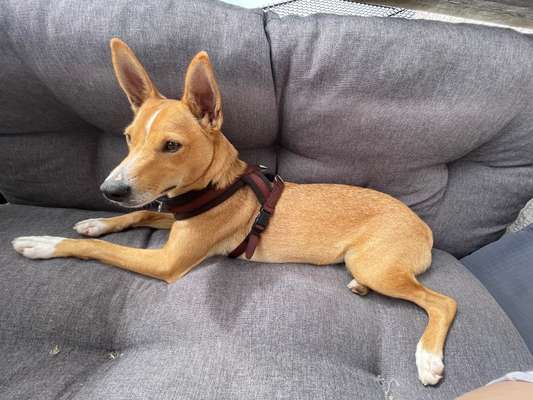 Hund aus dem Spanischen Tierschutz-Beitrag-Bild