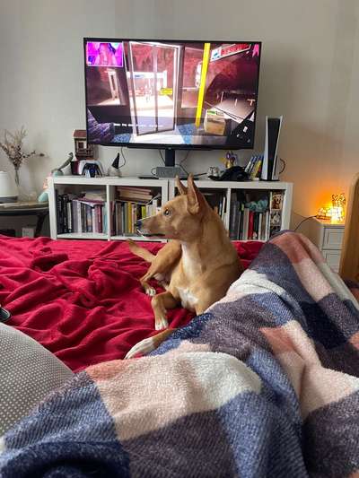 Hund aus dem Spanischen Tierschutz-Beitrag-Bild