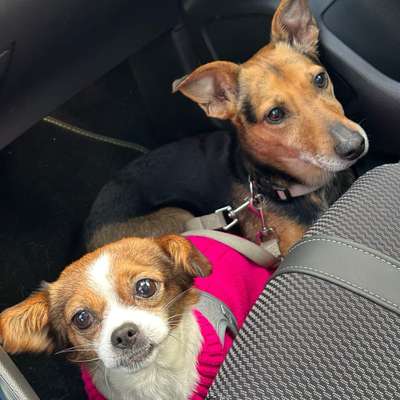 Hundetreffen-Gassi Geh Gruppe für jeden der auch mal nicht alleine gehen möchte ✨-Bild