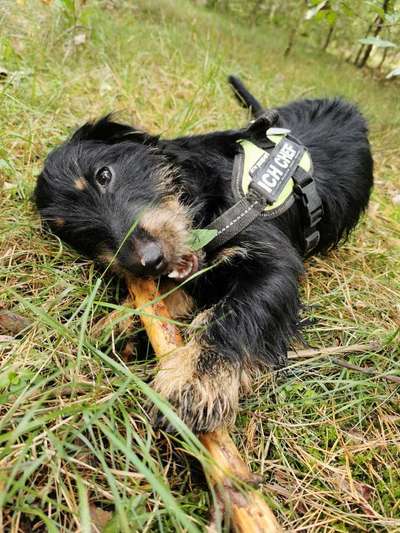 Suche Jagdterrier halter-Beitrag-Bild