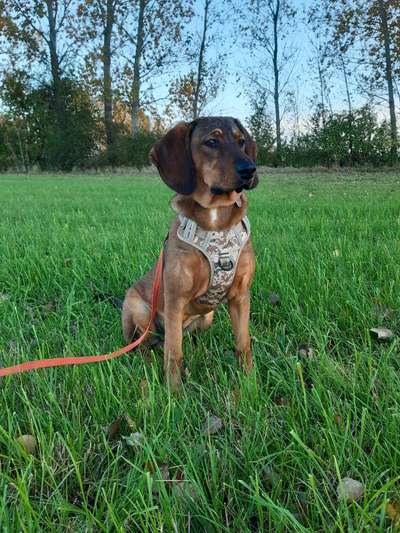 Mischlinge raten - Rätselspaß-Beitrag-Bild