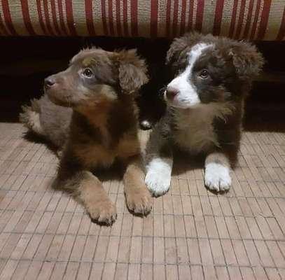 Welpen Bilder !-Beitrag-Bild