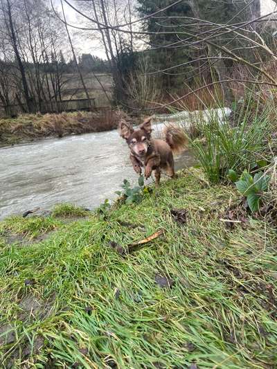 Auslandstierschutz-Beitrag-Bild