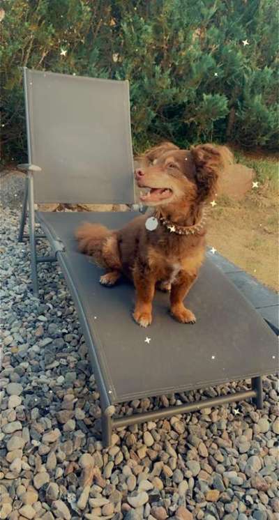 Dogorama Photo Challenge - Der Frühling kommt-Beitrag-Bild