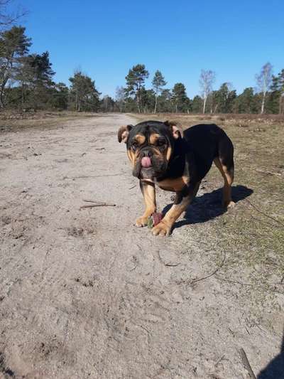 Dogorama Photo Challenge - Der Frühling kommt-Beitrag-Bild