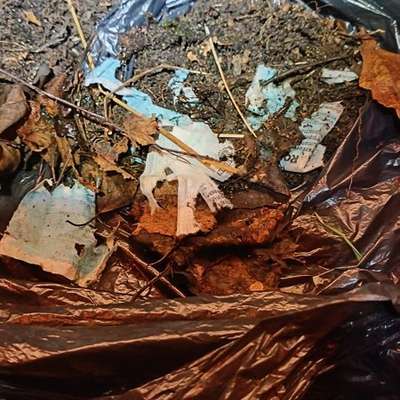 Giftköder-Rattengift-Bild