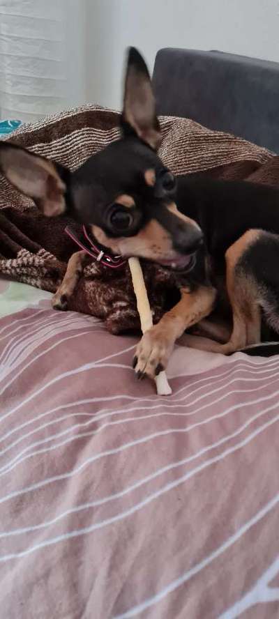 Liebhaber des Deutschen Pinscher gesucht.-Beitrag-Bild