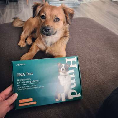 Welche Rassen stecken in unserer Daisy?-Beitrag-Bild