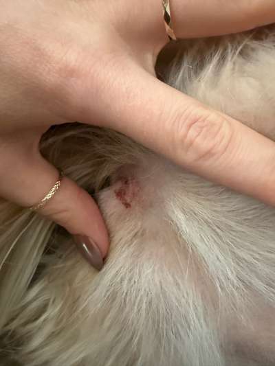 Grasmilben an der Vulva-Beitrag-Bild