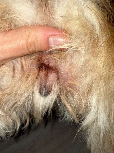 Grasmilben an der Vulva-Beitrag-Bild